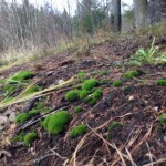 moss