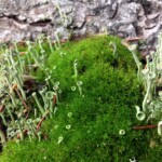 moss, lichen, bark