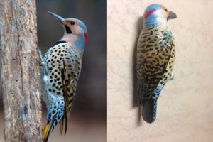 Northern Flicker Skulk me photo