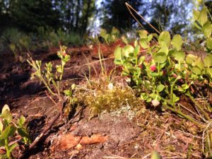 early blueberries, moss, warm atmosphere, dirt