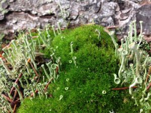 moss, lichen, bark