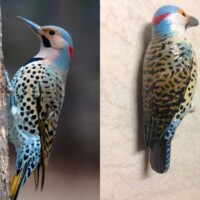 Northern Flicker Skulk me photo