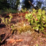 early blueberries, moss, warm atmosphere, dirt